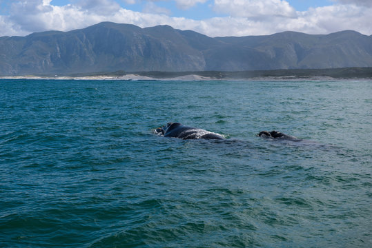 Southern Right Whale female with her calf in the indian ocean at Hermanus, South Africa