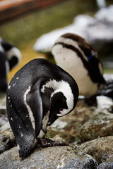 Fototapeta premium Penguins on the rock at zoo