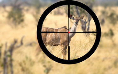 Hunting a female greater Kudu in Namibia