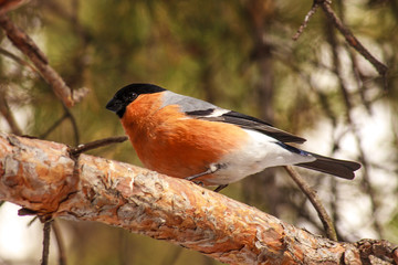 Common bird Bullfinch (Pyrrhula) with red breast sitting on snow maple branch. Close-up horizontal colorful image with copy space.