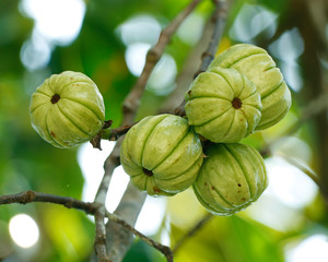 Garcinia gummi-gutta known as Garcinia cambogia as well as brindleberry, Malabar tamarind and pot...