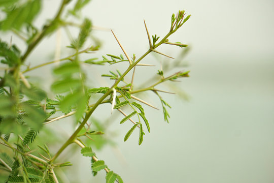 Thorns of Acacia Nilotica, Babla tree, Bangladesh Medicinal Plan