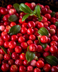 Background with cowberry. Vaccinium vitis-idaea (lingonberry, partridgeberry). Berry leaves. view from above. Collected cranberries.