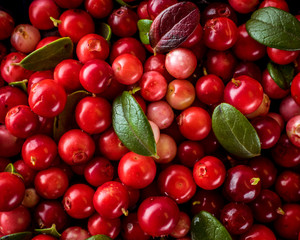 Background of Vaccinium vitis-idaea (lingonberry, partridgeberry or cowberry) Natural food of wild nature, rich in vitamins. Non GMO. Top view. Northern Europe, America and Russia.