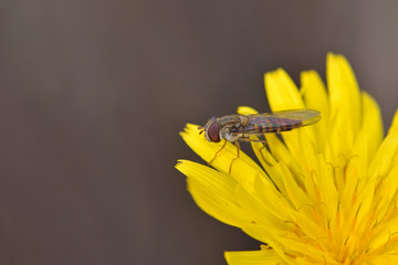 Episyrphus balteatus, sometimes called the marmalade hoverfly, Crete	