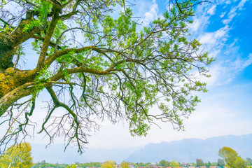 Beautiful trees branch on blue sky .