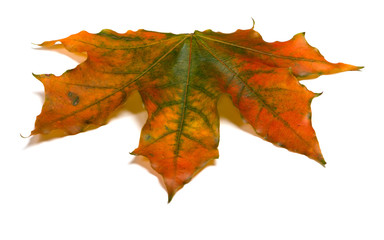 Autumn multicolored maple-leaf