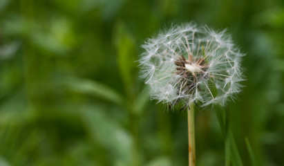 Dandelion seeds in the forest 