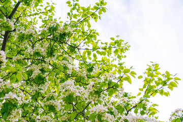 Branch of beautiful white flower .