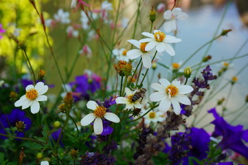 wildflowers