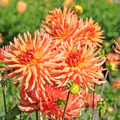 Orange blühende Dahlien