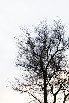 Dead tree branch against blue sky ( Filtered image processed vintage effect. ) .