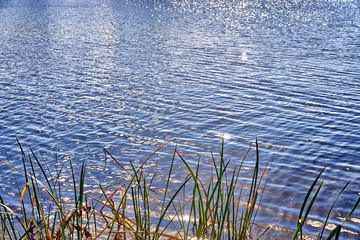 Sunbeams at the reed are reflected in the sea.