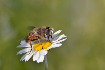 Eristalis tenax, also known as the drone fly, Crete