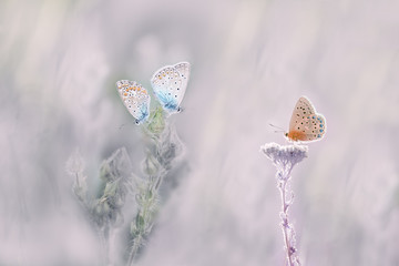 Two gentle butterflies on a flower and one lonely on the third. Art photo of butterflies and plants.