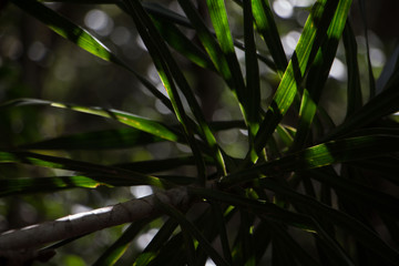 Ile de la reunion