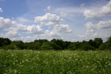 Summer meadow in the forest against the blue sky with clouds