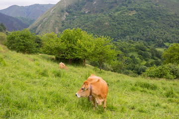 Fototapeta premium farm cows