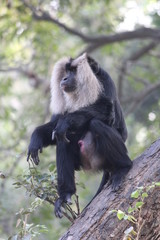 Lion-Tailed Macaque striking a handsome pose  