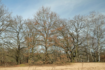 Obraz premium Baumgruppe