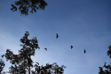 Black cormorants are flying over the lake Baikal