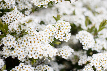 Beautiful small flowers in a lovely countryside garden.