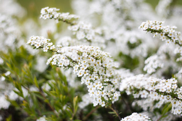 Beautiful white view of lovely flowers in a countryside village garden,park.