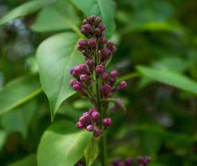 buds of lilac