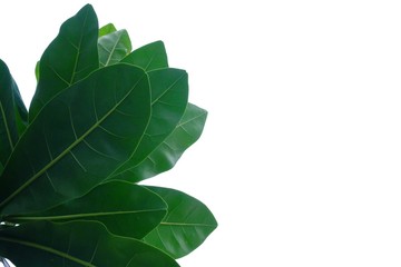 Tropical tree leaves with branches growing in botanical garden on white isolated background for green foliage backdrop 