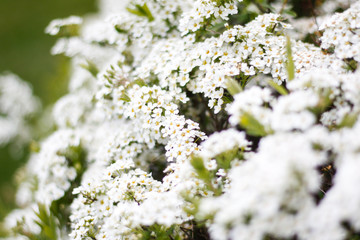 Beautiful white view of lovely flowers in a countryside village garden,park.