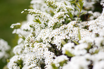Beautiful small flowers in a lovely countryside garden.
