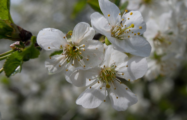 closeup of apple flower