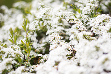 Beautiful white view of lovely flowers in a countryside village garden,park.
