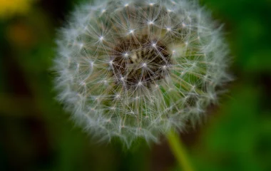 Rolgordijnen dandelion seeds on green background © K. Dufva