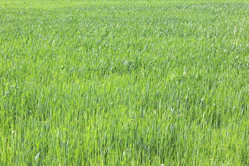 Natural green background with juicy spring green grass