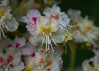 closeup of a flower of horse chestnut