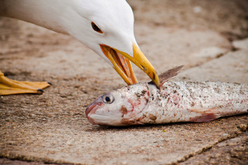seagull is eating fish, hungry concept 