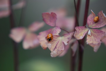 Ladybug in Bieszczady. © Robert