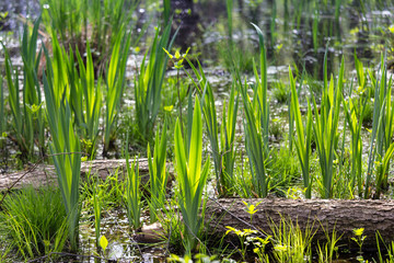 Obraz premium In spring, the new green sprouts out over all of it.