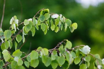 Wet green leaves of a birch tree in the rain