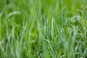 Wet green grass after rain drops