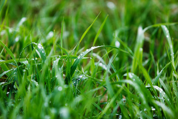 Wet green grass after rain drops