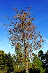 Oak loaded with oak-apples (agallas) in the Natural Park of the Valley of Alcudia and Sierra Madrona, province of Ciudad Real, Spain