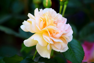 Fototapeta premium Rosa