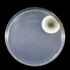 Colony of mold fungus cultivated from indoor air on Petri dish with Sabourad dextrose agar