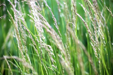 green grass in the wind