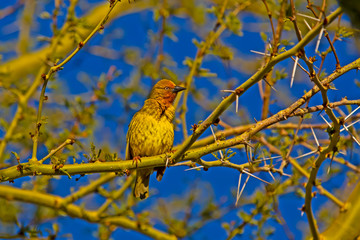 Alert male Cape Weaver bird in breeding plumage