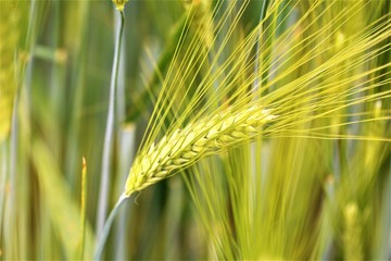 ears of wheat