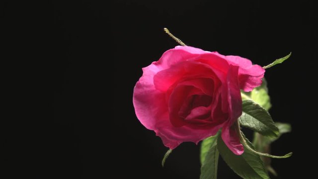 Beautiful dark purple rose flower open on black background. Blooming red rose flowers opening closeup. Blossom closeup. Timelapse 4K UHD video footage. 3840X2160