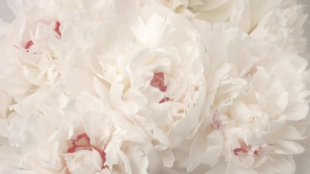 Beautiful white peony flowers opening. Blooming bouquet of peonies opening closeup. Timelapse 4K UHD video footage. 3840X2160